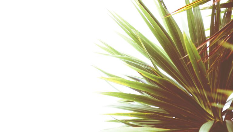 Palm trees - Saw palmetto