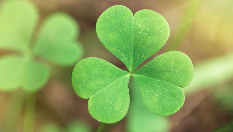 Saint Patrick's Day - Gospel of Matthew