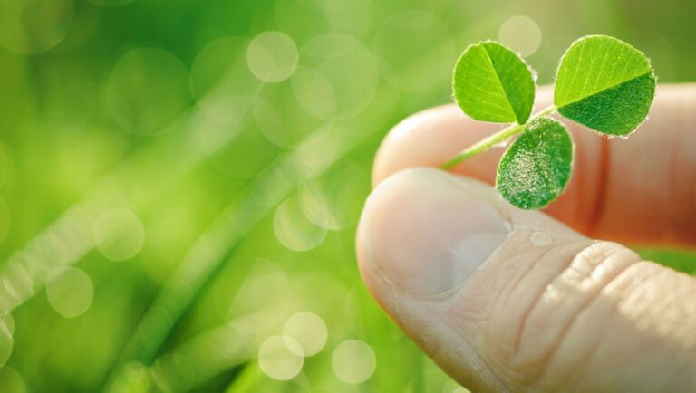 Leaf - Wallpaper