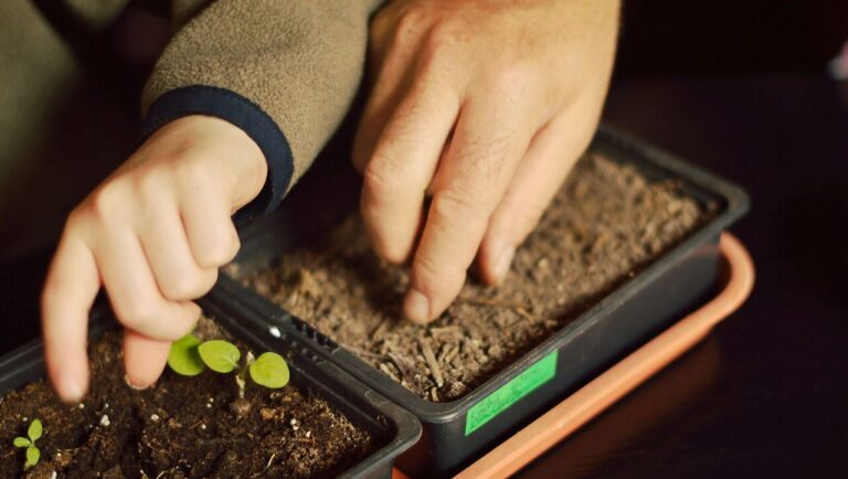 Gardening - Garden