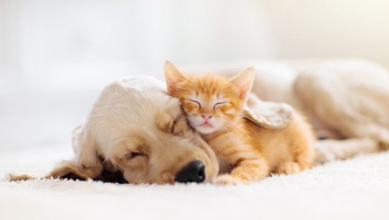 Cat - Dog