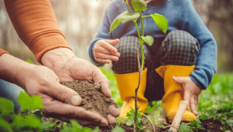 Tree planting - Tree